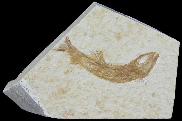 Jurassic Fossil Fish (Leptoleptis) - Solnhofen Limestone #112680